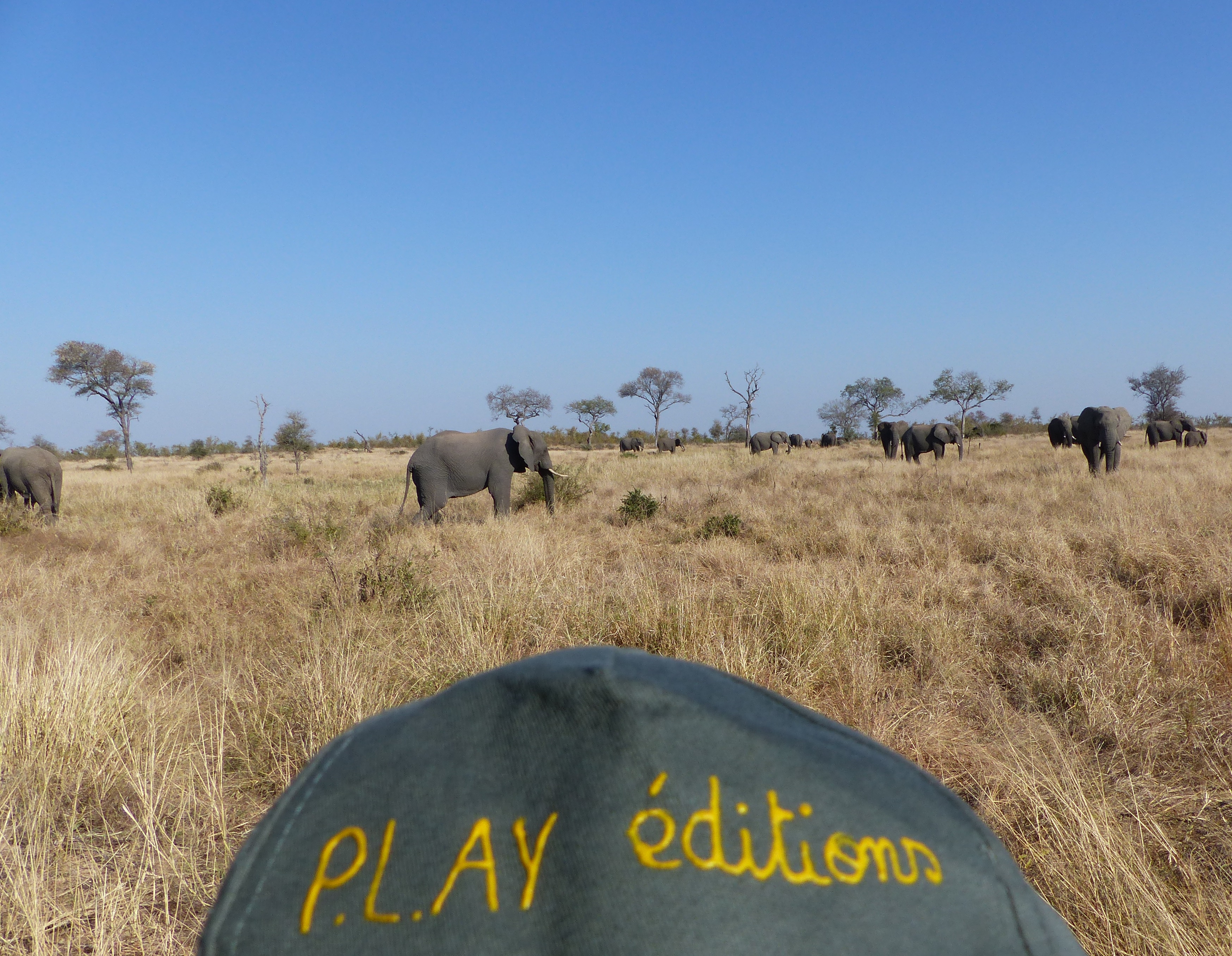 2017 07 Afrique du sud Elephants